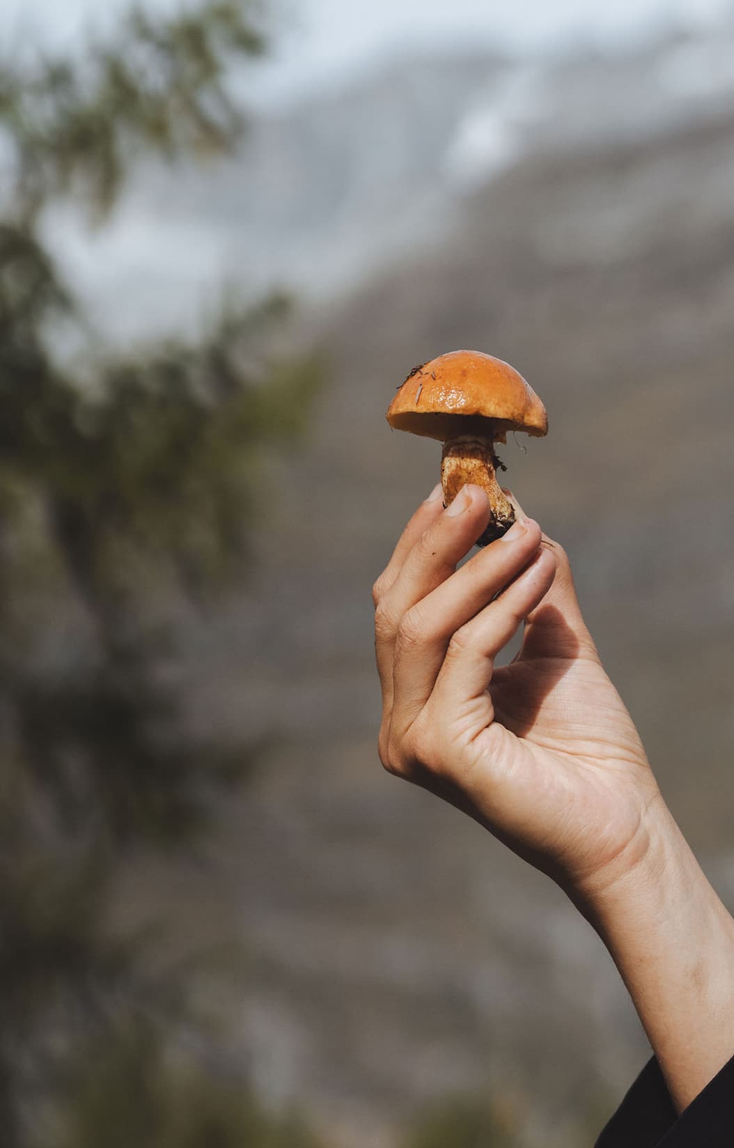 Hand hält einen frisch gesammelten Pilz in der alpinen Natur rund um Zermatt.