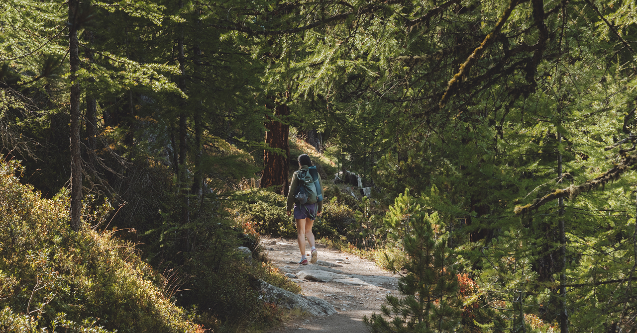 Hiker walking along a narrow forest trail in the summer alpine woods.